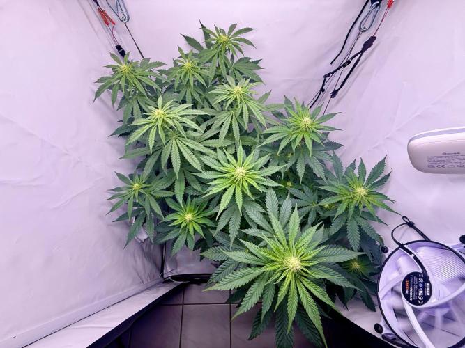 Raspberry Parfait #2025. Week 8 - Day #56