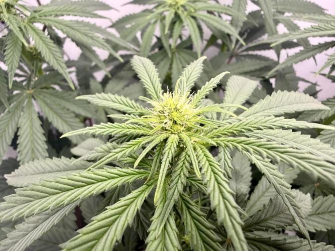 Raspberry Parfait #2025. Week 8 - Day #56