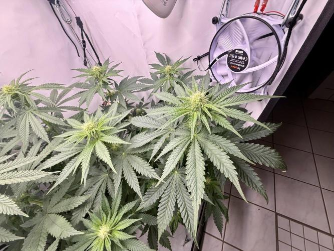 Gorilla Girl #2025. Week 8 - Day #56