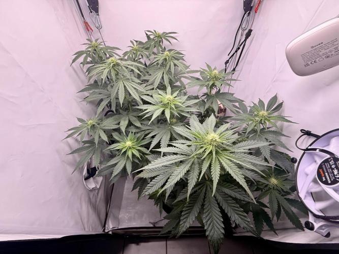 Gorilla Girl #2025. Week 8 - Day #56