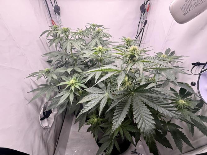 Gorilla Girl #2025. Week 8 - Day #56