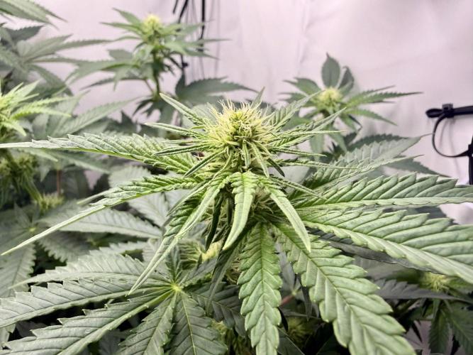 Gorilla Girl #2025. Week 8 - Day #56