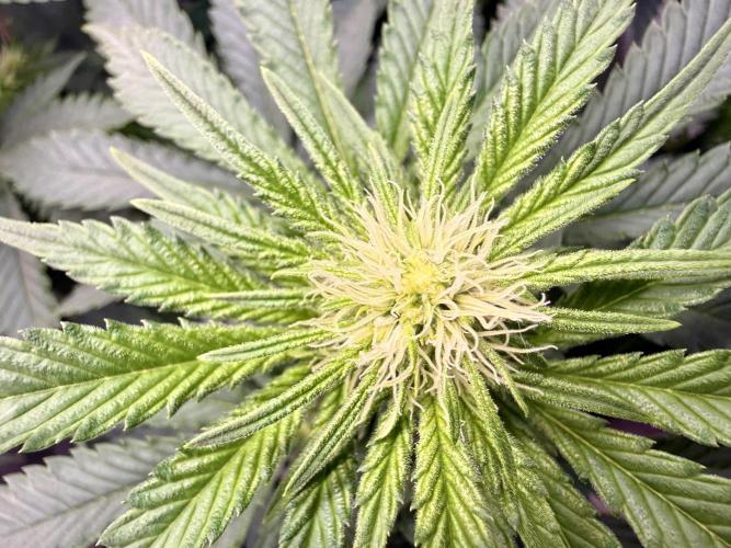 Gorilla Girl #2025. Week 8 - Day #56