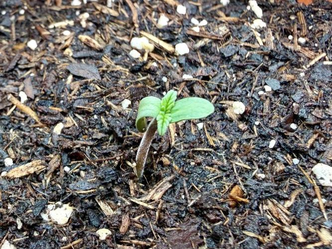 Blueberry Cupcake #2025. Week 1 - Day #9