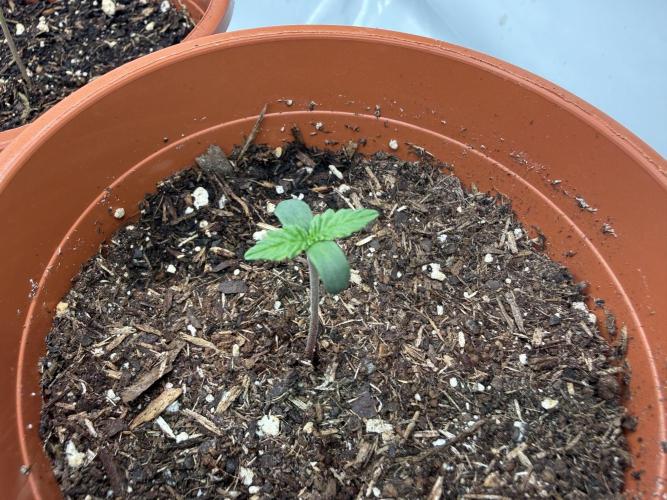 Blueberry Cupcake #2025. Week 1 - Day #11