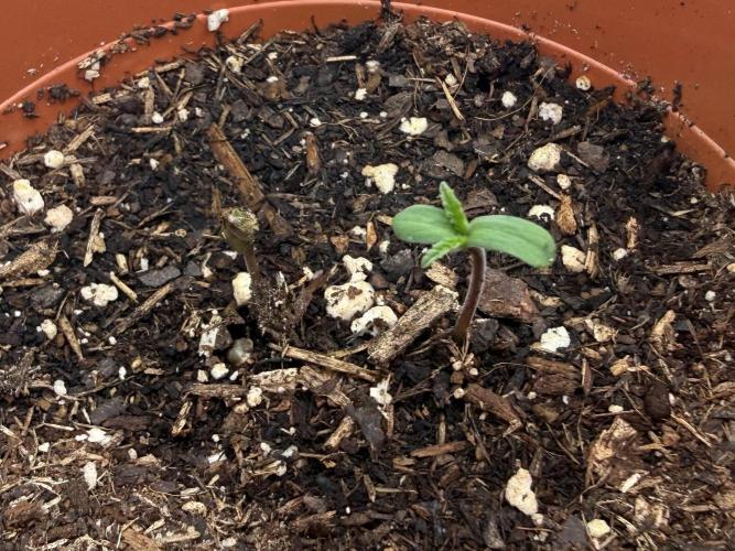 Gorilla Zkittelz #1. Week 1 - Day #4