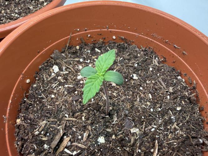 Blueberry Cupcake #2025. Week 1 - Day #13