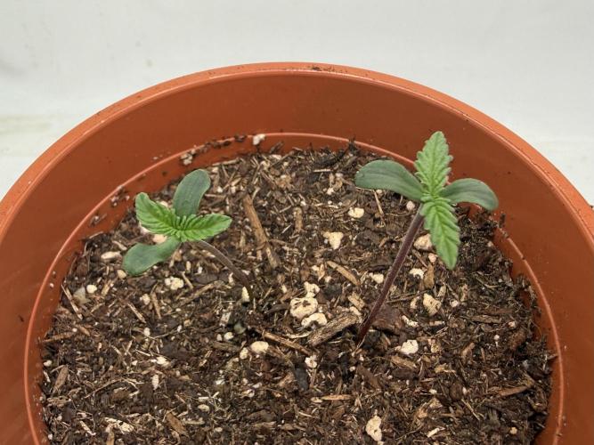 Gorilla Zkittelz #1. Week 1 - Day #6