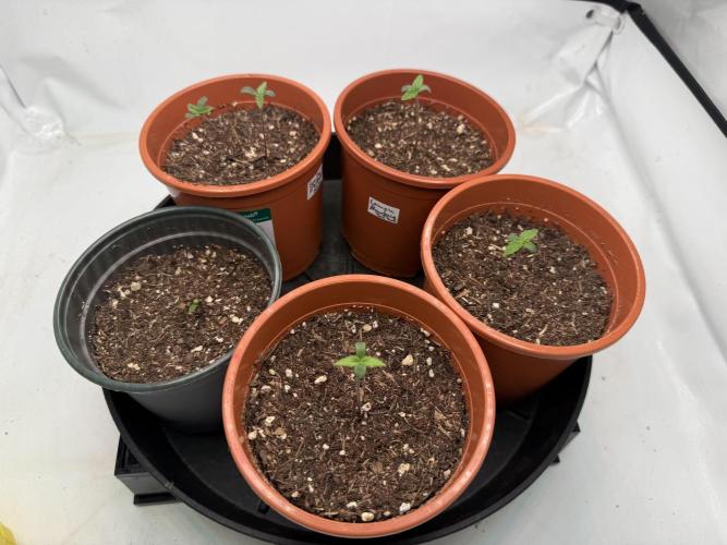 Gorilla Zkittelz #1. Week 1 - Day #6