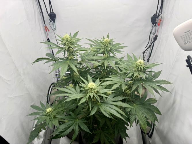 Gorilla Girl #2025. Week 9 - Day #63 F#25