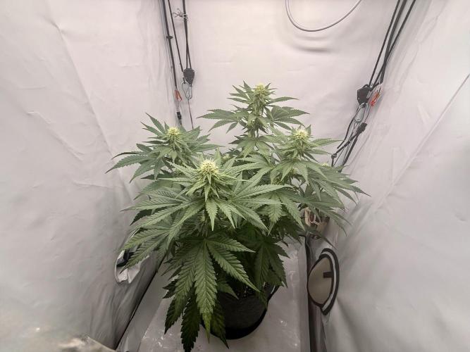 Gorilla Girl #2025. Week 9 - Day #63 F#25