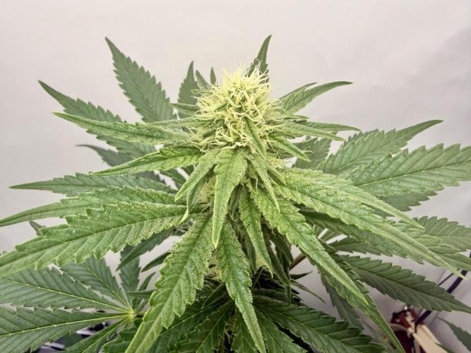 Gorilla Girl #2025. Week 9 - Day #63 F#25