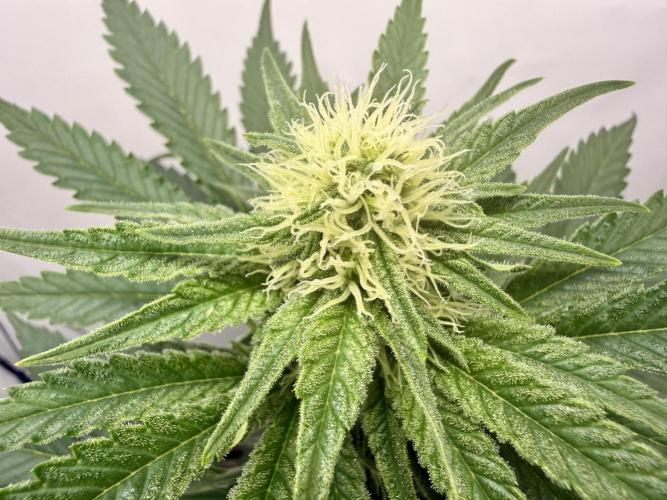 Gorilla Girl #2025. Week 9 - Day #63 F#25