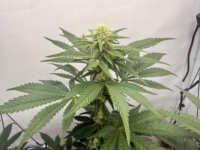 Gorilla Girl #2025. Week 9 - Day #63 F#25