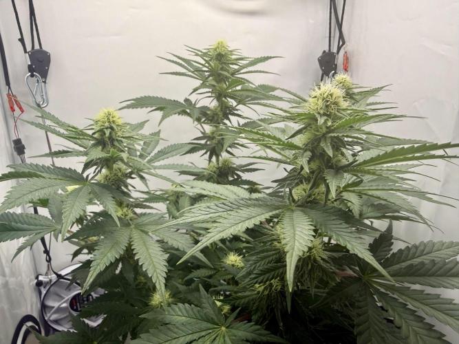 Gorilla Girl #2025. Week 9 - Day #63 F#25