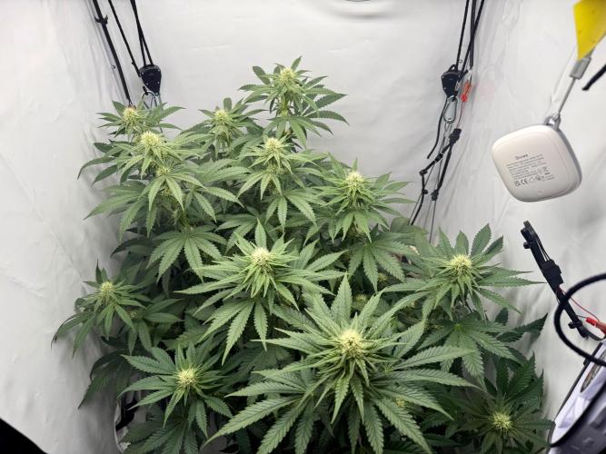 Gorilla Girl #2025. Week 9 - Day #63 F#25