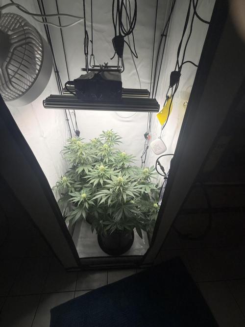 Gorilla Girl #2025. Week 9 - Day #63 F#25