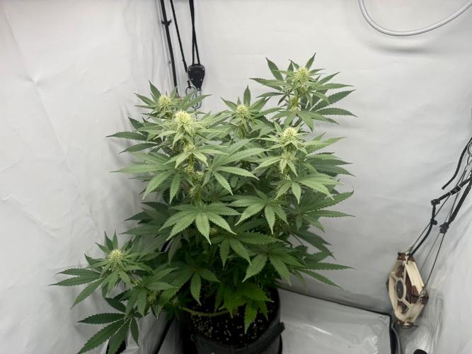 Raspberry Parfait #2025. Week 9 - Day #63 F#25