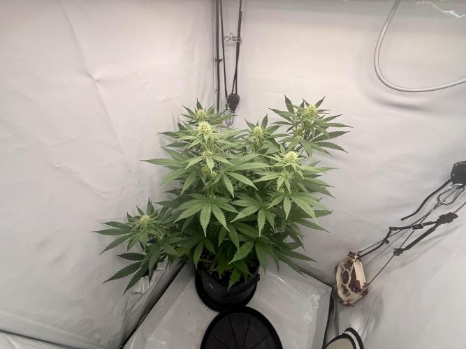 Raspberry Parfait #2025. Week 9 - Day #63 F#25