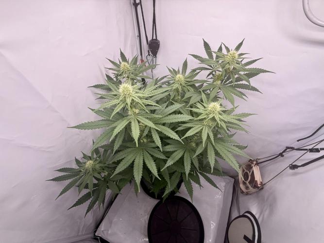 Raspberry Parfait #2025. Week 9 - Day #63 F#25