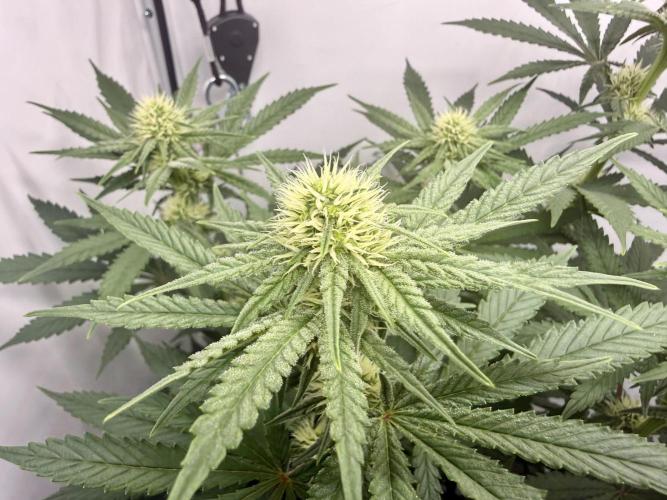 Raspberry Parfait #2025. Week 9 - Day #63 F#25