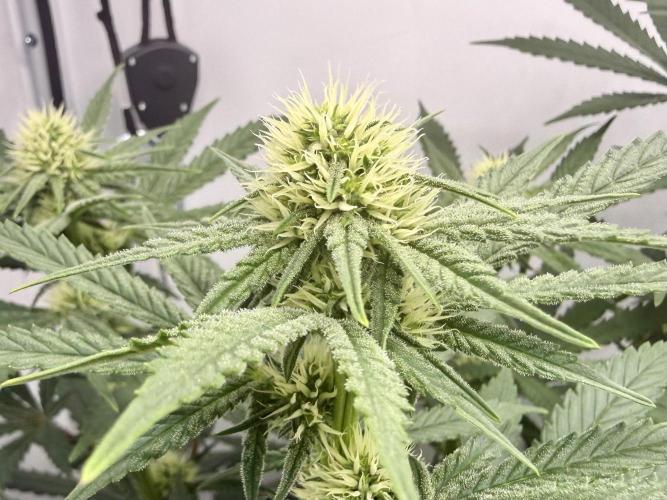 Raspberry Parfait #2025. Week 9 - Day #63 F#25