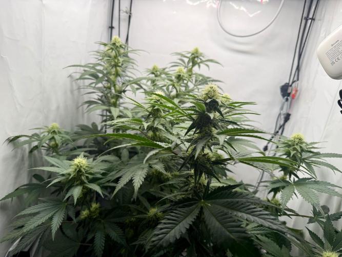 Raspberry Parfait #2025. Week 9 - Day #63 F#25