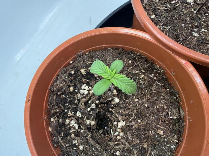 Gorilla Zkittelz #1. Week 2 - Day #10