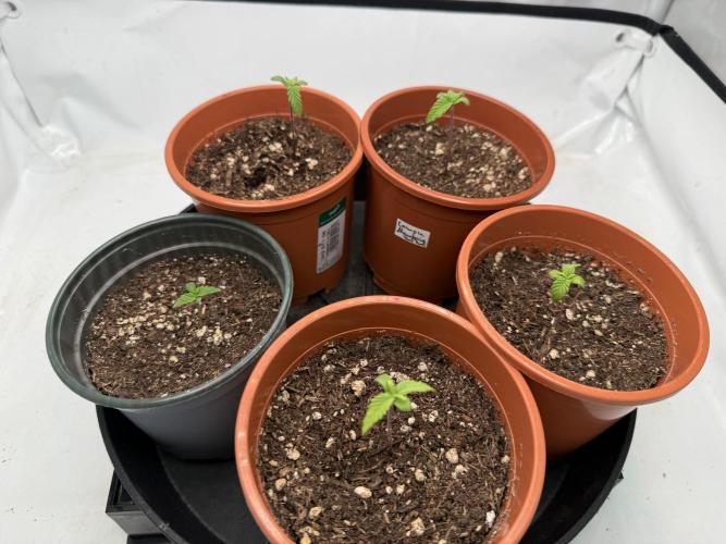 Gorilla Zkittelz #1. Week 2 - Day #10