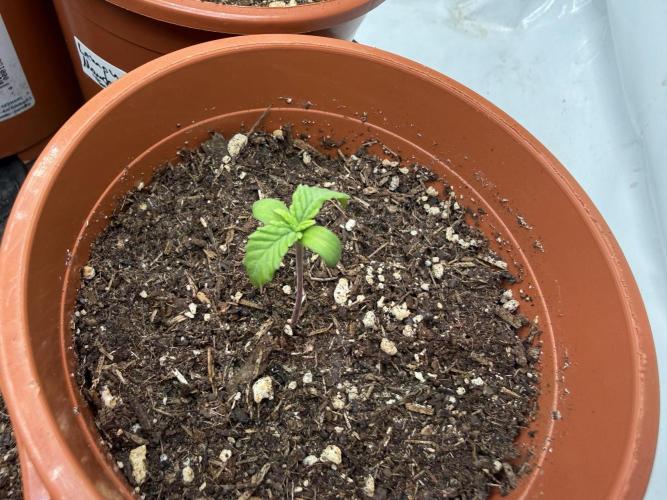 Blueberry Cupcake #2025. Week 2 - Day #17