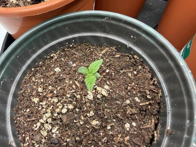 Blueberry Cupcake #2025. Week 2 - Day #17