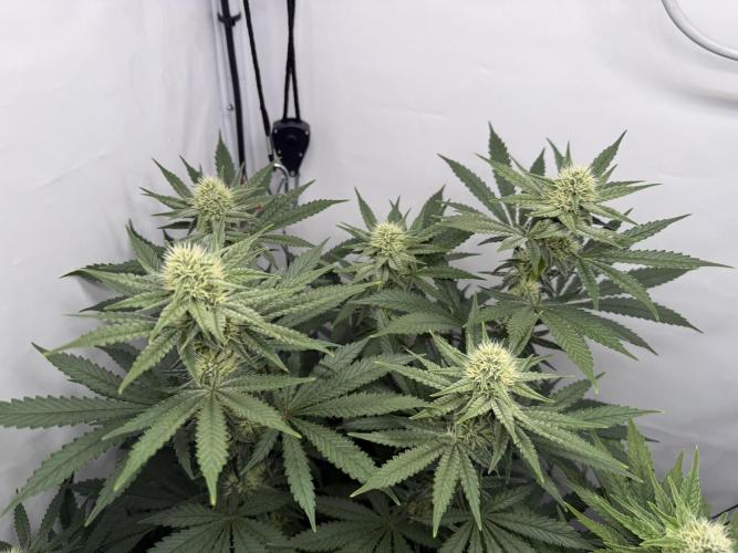 Raspberry Parfait #2025. Week 9 - Day #67 F#29