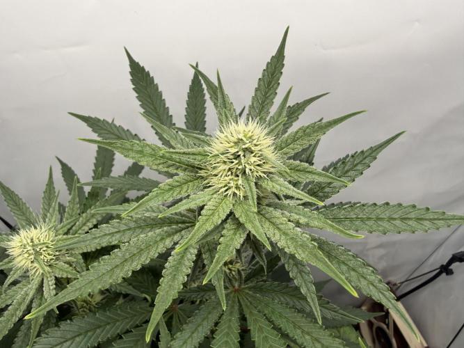 Raspberry Parfait #2025. Week 9 - Day #67 F#29