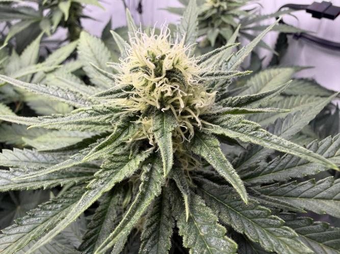 Gorilla Girl #2025. Week 9 - Day #67 F#29