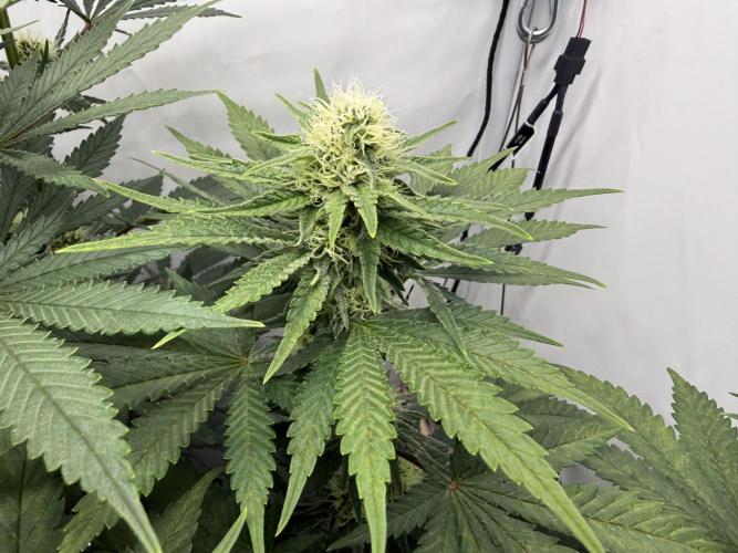 Gorilla Girl #2025. Week 9 - Day #67 F#29