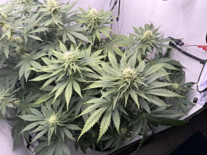 Gorilla Girl #2025. Week 9 - Day #67 F#29