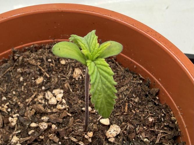 Gorilla Zkittelz #1. Week 2 - Day #13