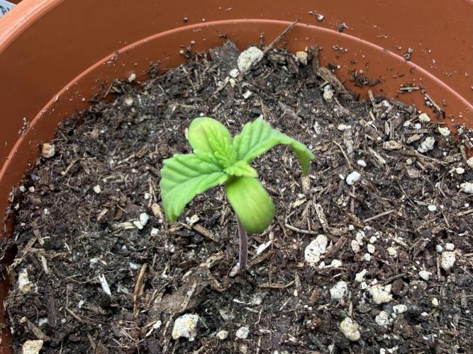 Blueberry Cupcake #2025. Week 2 - Day #20