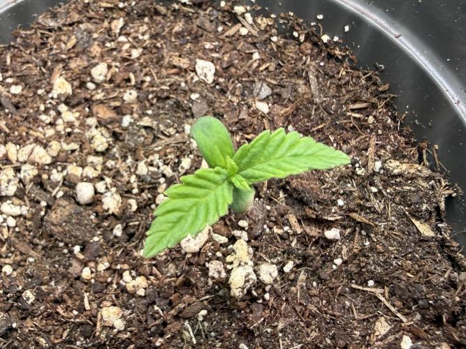 Blueberry Cupcake #2025. Week 2 - Day #20