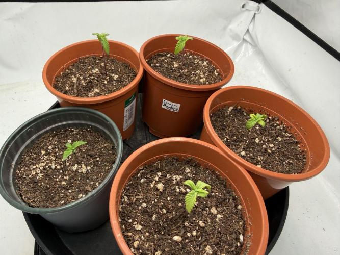 Blueberry Cupcake #2025. Week 2 - Day #20