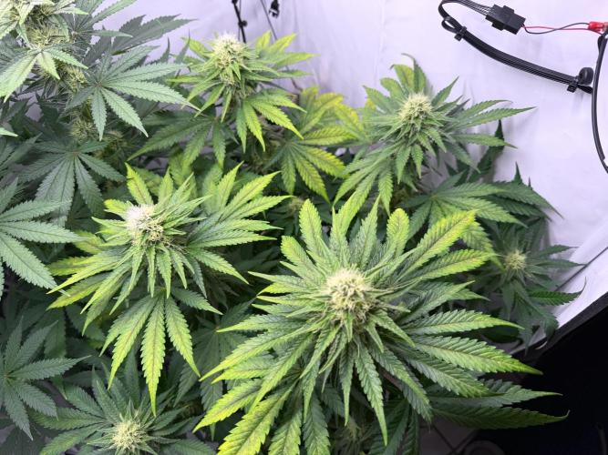 Gorilla Girl #2025. Week 10 - Day #70 F#32