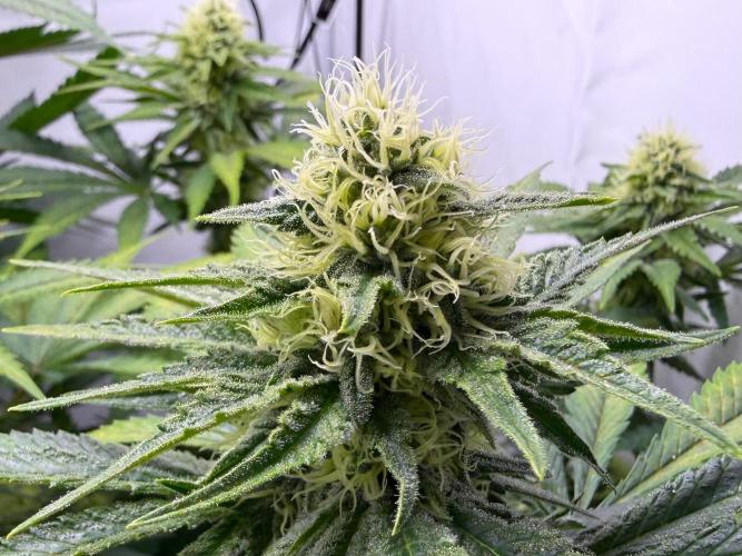 Gorilla Girl #2025. Week 10 - Day #70 F#32