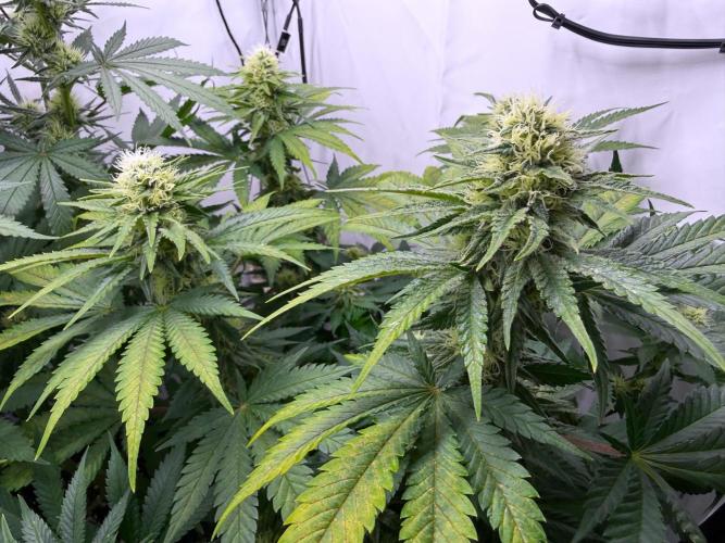 Gorilla Girl #2025. Week 10 - Day #70 F#32