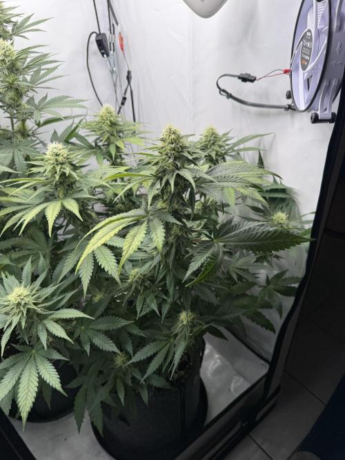 Gorilla Girl #2025. Week 10 - Day #70 F#32