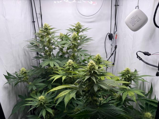 Gorilla Girl #2025. Week 10 - Day #70 F#32