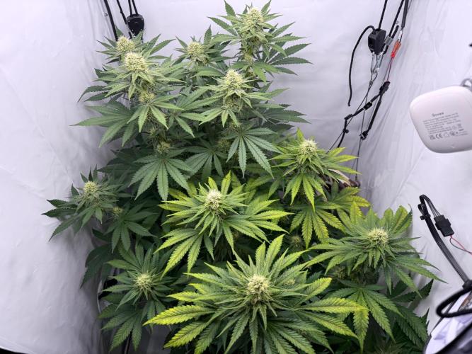 Gorilla Girl #2025. Week 10 - Day #70 F#32