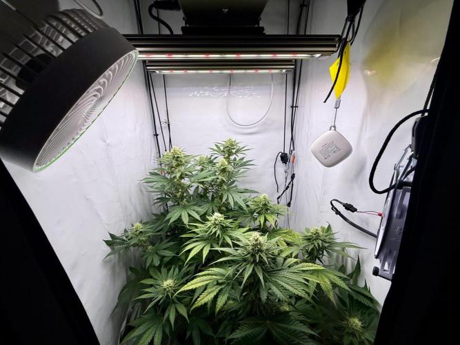 Gorilla Girl #2025. Week 10 - Day #70 F#32