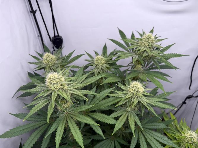 Raspberry Parfait #2025. Week 10 - Day #70 F#32