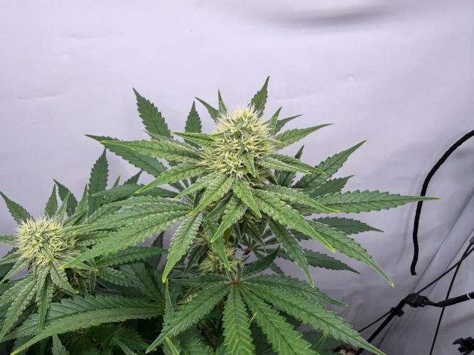 Raspberry Parfait #2025. Week 10 - Day #70 F#32