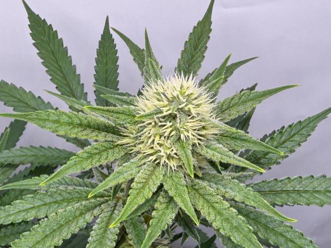 Raspberry Parfait #2025. Week 10 - Day #70 F#32